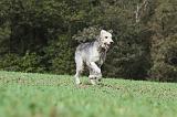 IRISH WOLFHOUND 180